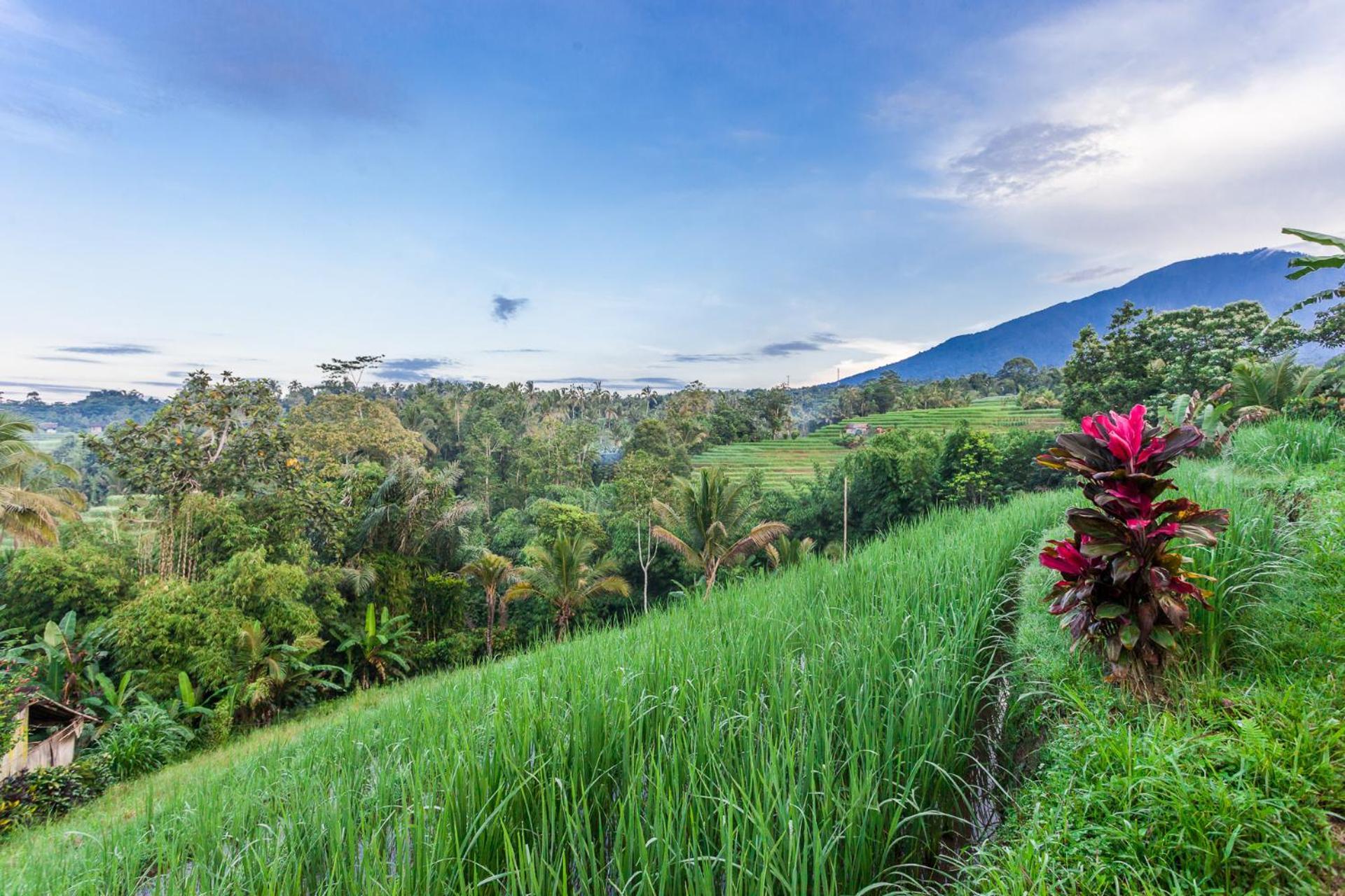 Carik Tangis Boutique Homestay Jatiluwih Extérieur photo